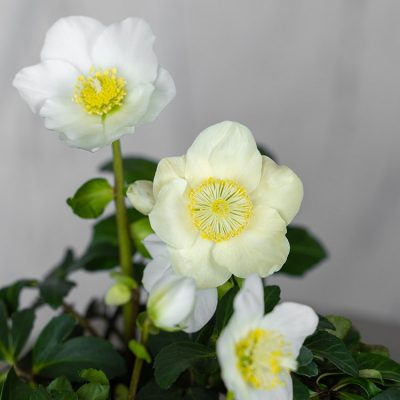 BlumenRuess-110 BlumenRuess-110