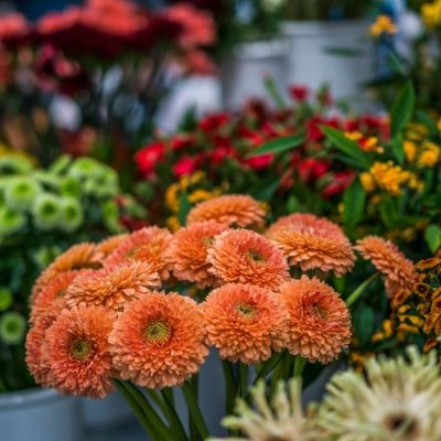 die-blume-straeusse-blumenpur die-blume-straeusse-blumenpur
