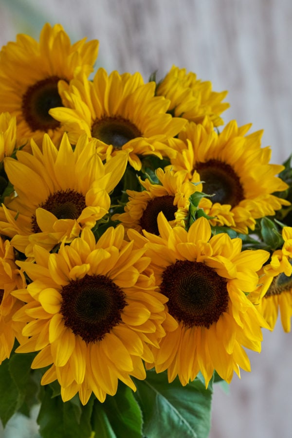 Sommer, Sonne, Sonnenblumen